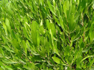 Lush green leaves of a dense Dodonaea 'Green Hop Bush' 6" Pot shrub, highlighted by bright sunlight, with a focus on leaf textures.