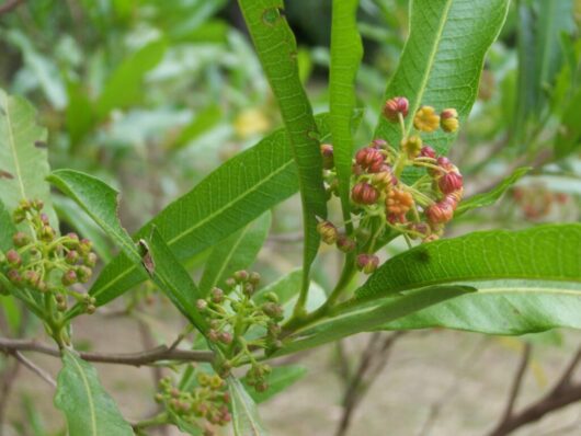 Close-up of a Dodonaea 'Green Hop Bush' 6" Pot with vibrant green leaves and clusters of small pink and yellow flowers budding among them.