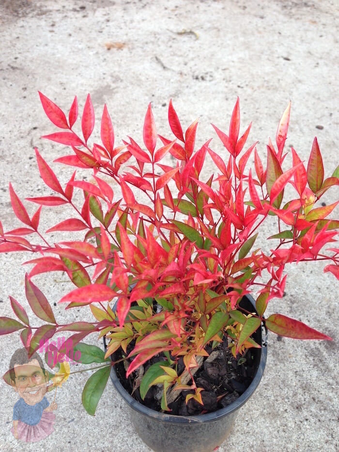 Dwarf Nandina Moon Bay - Hello Hello Plants & Garden Supplies