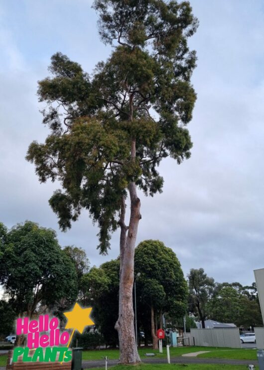 Eucalyptus 'River Red Gum'