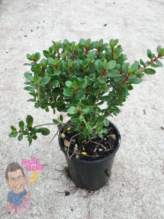 Escallonia Pink Pixie 6" Pot