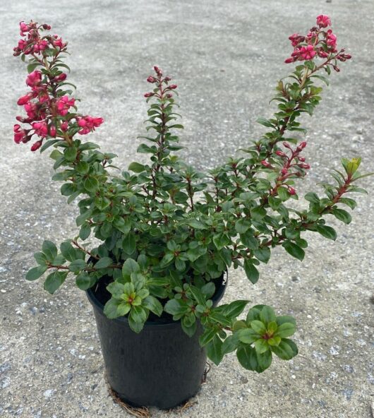 Escallonia 'Pink Pixie' 6" Pot Growers Flash Sale!