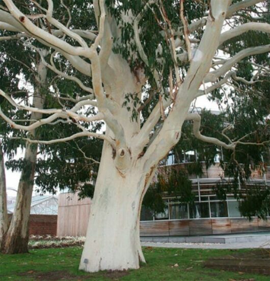 Eucalyptus 'Wallangarra White Gum'