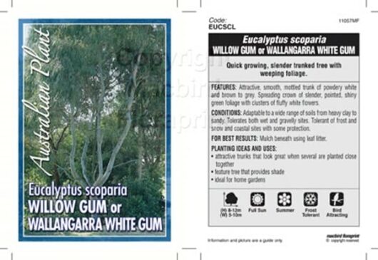 Eucalyptus 'Wallangarra White Gum'
