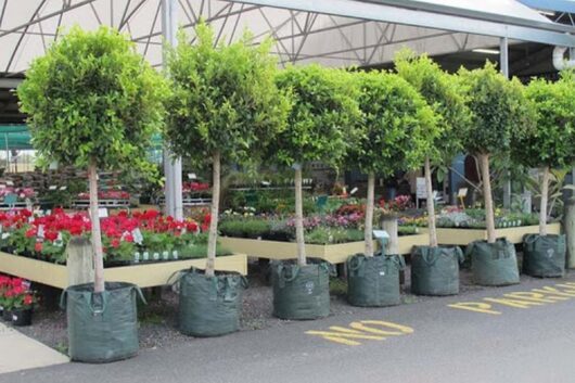 Ficus hillii 'Flash' (Standard) 100L