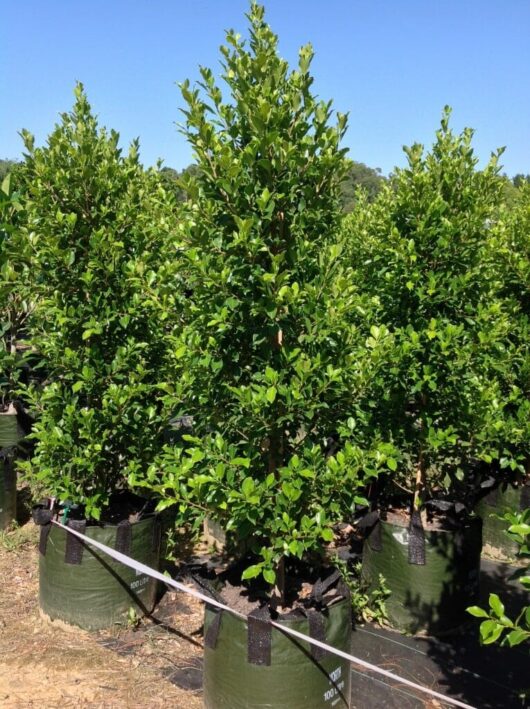 Ficus hillii 'Flash' 100L