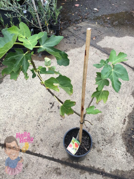 A young Ficus 'White Genoa' fig tree planted in a 6" pot with a support stick, placed on a concrete surface.