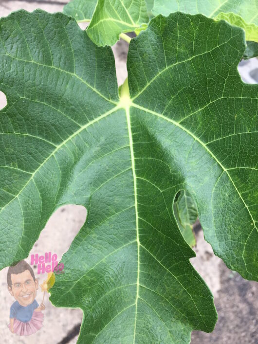 Close-up of a vibrant green Ficus 'White Genoa' Fig 6" Pot leaf with visible veins and a small illustration of a man holding a "hello" sign at the bottom.