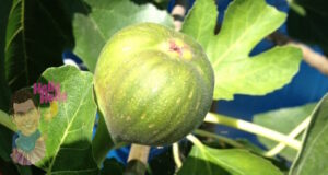 Unripe Ficus 'White Genoa' Fig 6" Pot fruit on a tree branch surrounded by green leaves.