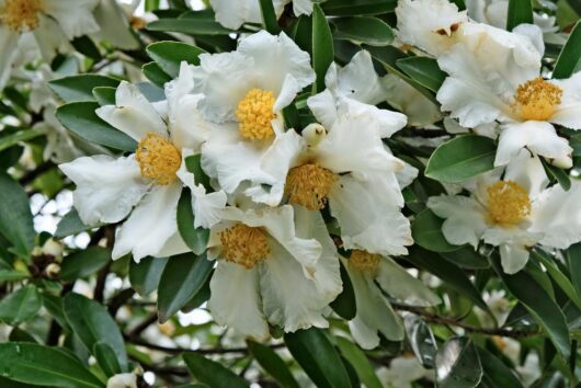 Fried Egg Plant flower ruffled white petals and yellow centres Gordonia axillaris Fried Egg