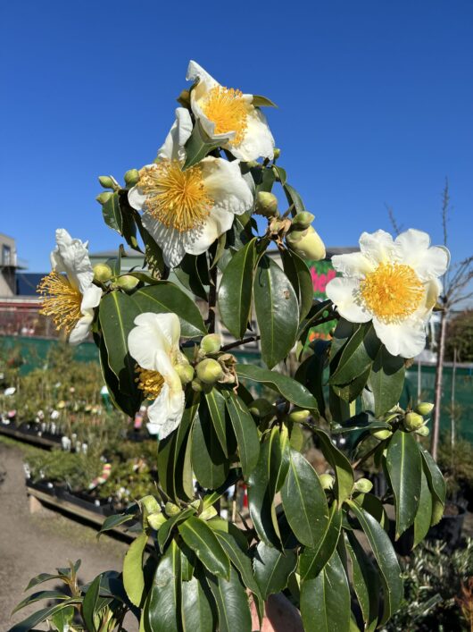 Gordonia 'Fried Egg Plant' 16" Pot