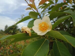 Gordonia yunnanense Silk Screen fried egg plant white flowers yellow stamens in centre evergreen goliage