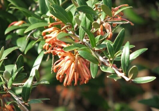 A Grevillea 'Apricot Charm' 6" Pot with orange flowers and green leaves.