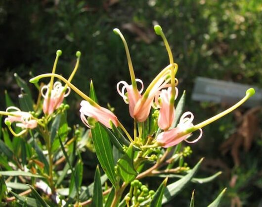 Pink flowers on a Grevillea 'Forest Rambler' 6" Pot plant with green leaves.