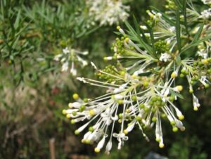 A close up of a Grevillea 'White Wings' 6" Pot flower on a bush.