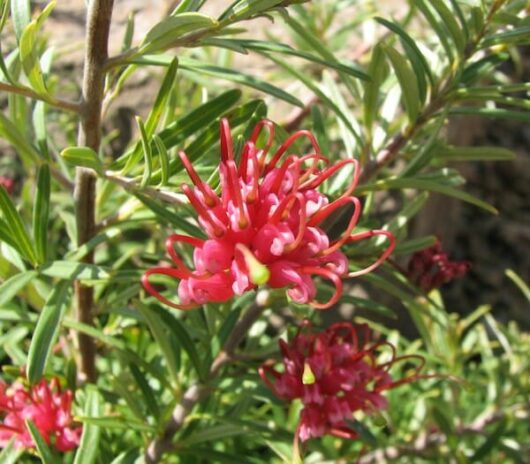Grevillea 'Gin Gin Gem' 6" Pot flowers on a bush with green leaves.