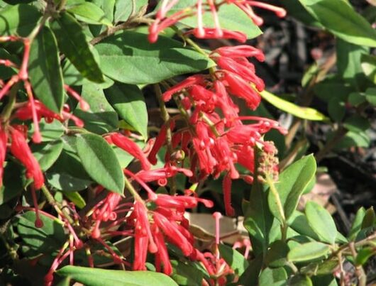 Grevillea 'Deua Flame' 8" Pot