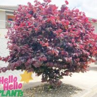 Cercis 'Forest Pansy'