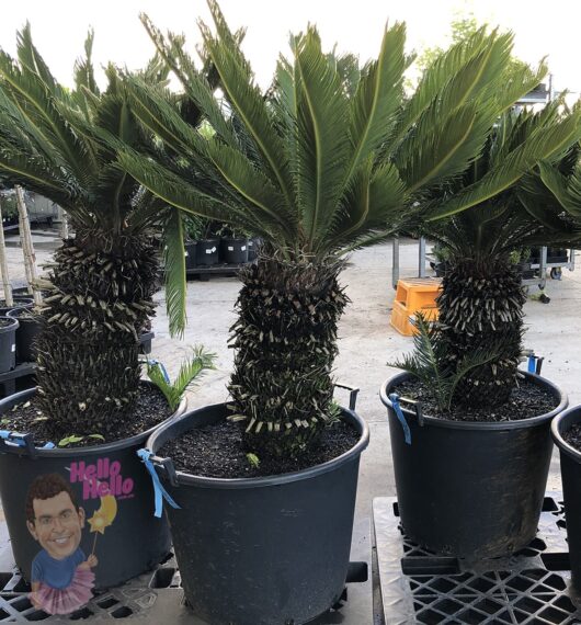 Cycad 'Sago Palm' 24" Pot