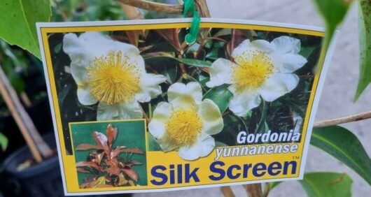 Gordonia 'Silk Screen' Fried Egg Plant 8" Pot