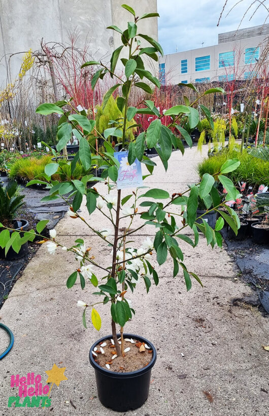 Michelia 'Fairy® White' Magnolia 13" Pot