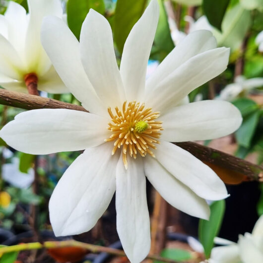 Hello Hello Plants Magnolia fairy white