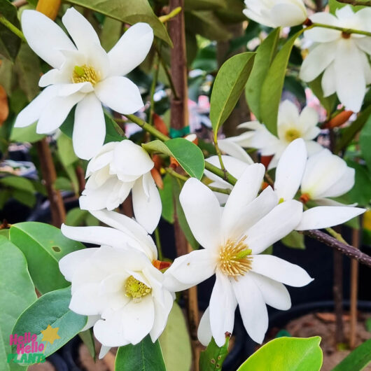 Michelia 'Fairy® White' Magnolia 8" Pot