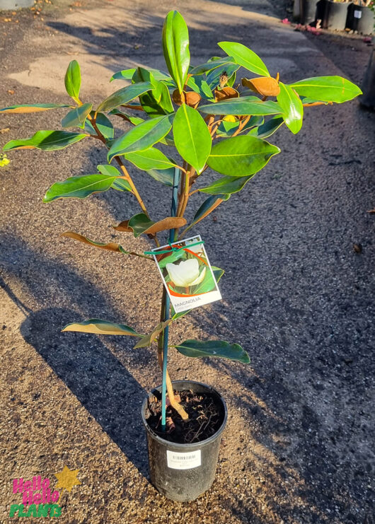 Magnolia 'Little Gem' 6" Pot