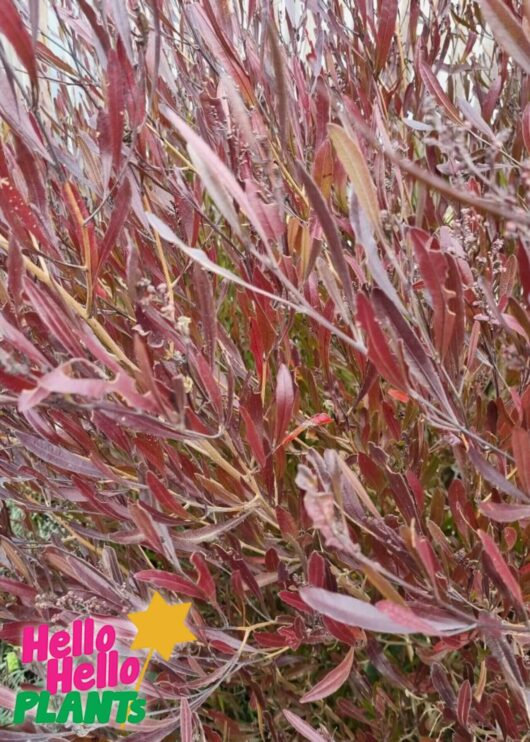 Dodonaea 'Purple Hop Bush'
