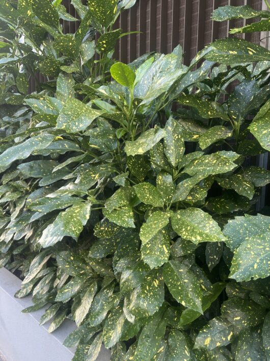 Aucuba 'Gold Dust' Variegated