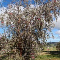 A tall Eucalyptus 'Silver Princess Gum' with slender, drooping leaves and pink flowers stands behind a wire fence in a rural landscape beneath a partly cloudy sky.