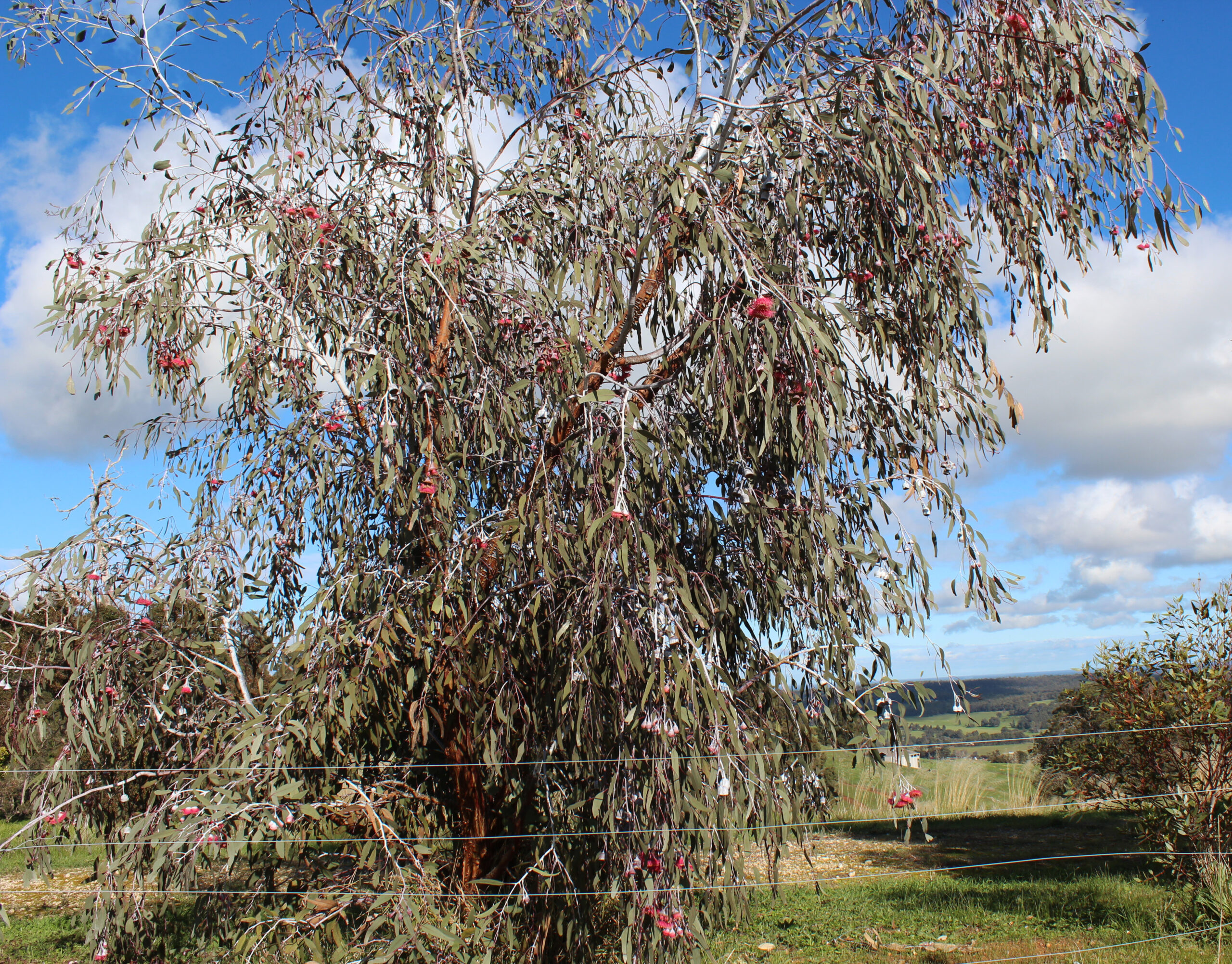 Medium Native Tree (4m - 10m)