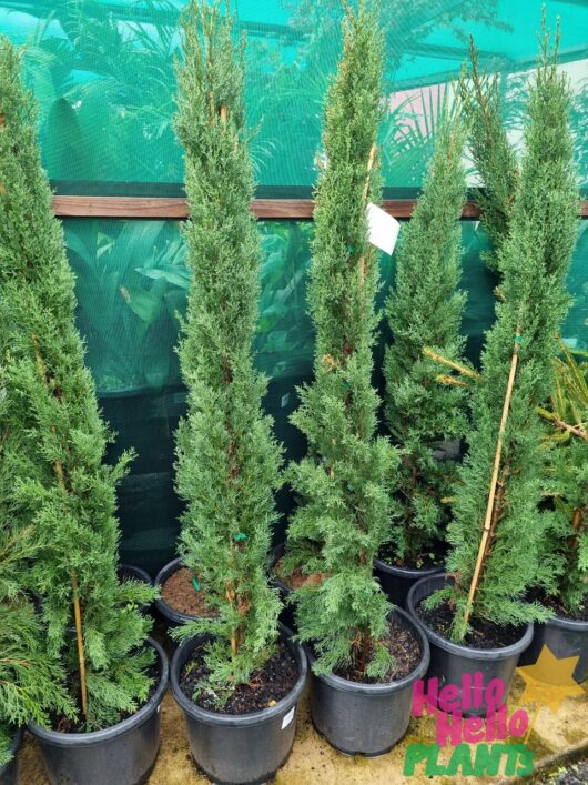 Juniperus 'Spartan' Conifer 12" Pot