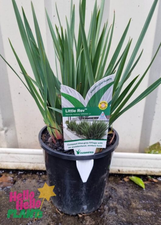 Dianella 'Little Rev™' Flax Lily 6" Pot
