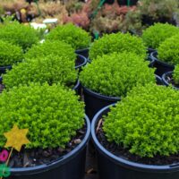 Hebe 'Emerald Green'