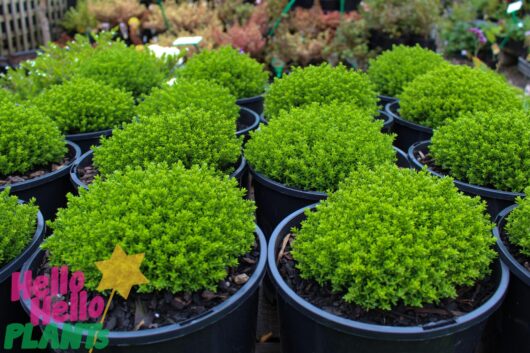 Hebe 'Emerald Green'