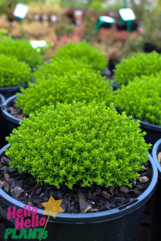 Hebe 'Emerald Green' 6" Pot Growers Flash Sale!