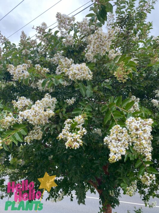 Lagerstroemia 'Natchez' Crepe Myrtle 24" Pot