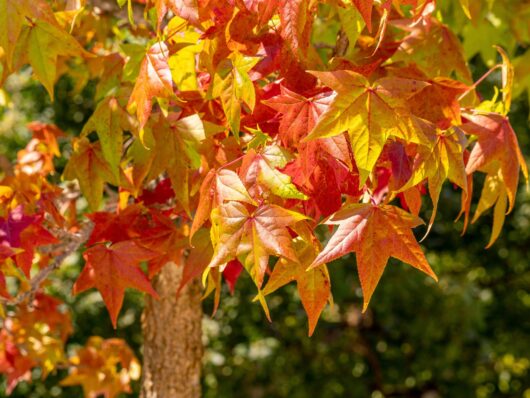 Liquidambar 'Sweetgum'