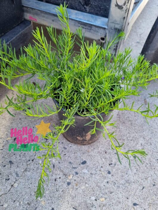 Myoporum 'Fine Leaf' 6" Pot