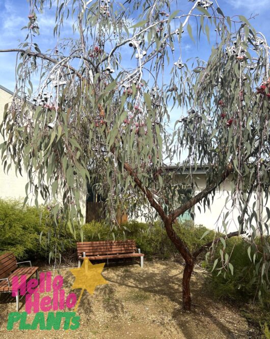 Eucalyptus 'Silver Princess Gum'