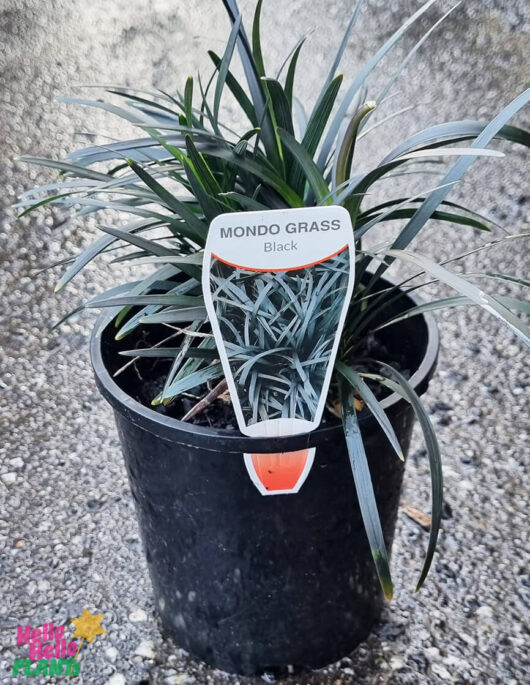 Ophiopogon 'Black' Mondo Grass 6" Pot