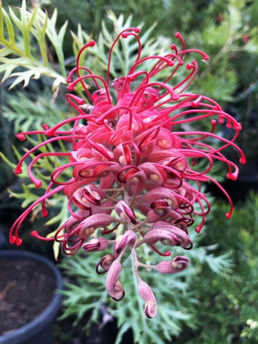 Hello hello plants Grevillea banksii Robyn Gordon Native Australian Flower Plant