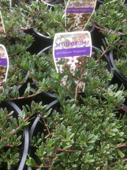 Trays of Myoporum 'Purple' 6" Pot plants with small, green leaves and white flowers, labeled clearly in a nursery setting.