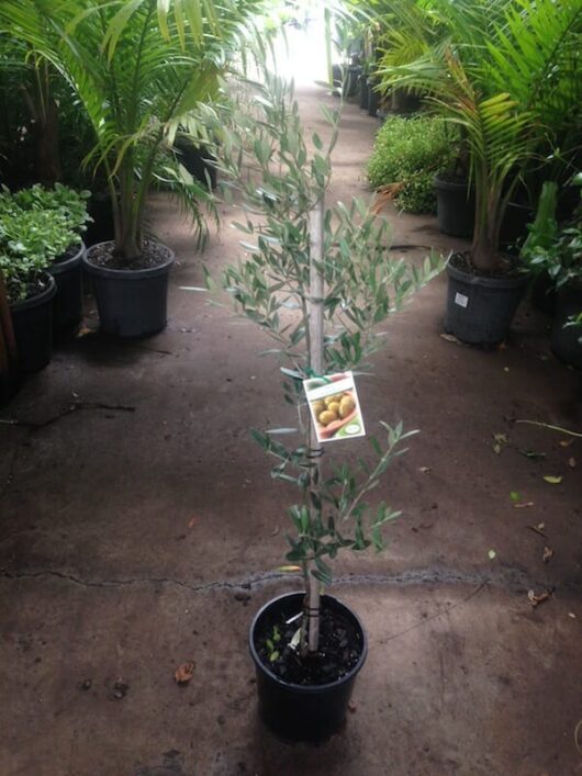 Young Olive 'Spanish Queen' olive tree potted in an 8" pot, with surrounding plants in a nursery.