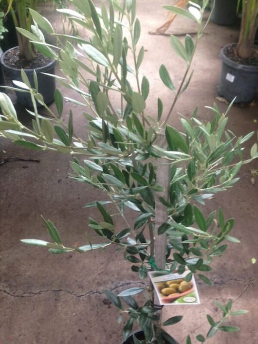 Young Olive 'Spanish Queen' olive tree in a pot with a label showing olives.