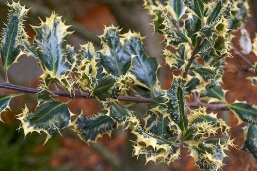 Ilex 'Silver Hedgehog' English Holly 6" Pot