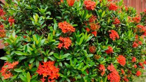 Lush green Ixora 'Prince of Orange' shrub with vibrant orange flowers in bloom, potted in a Ixora 'Prince of Orange' 6" Pot.