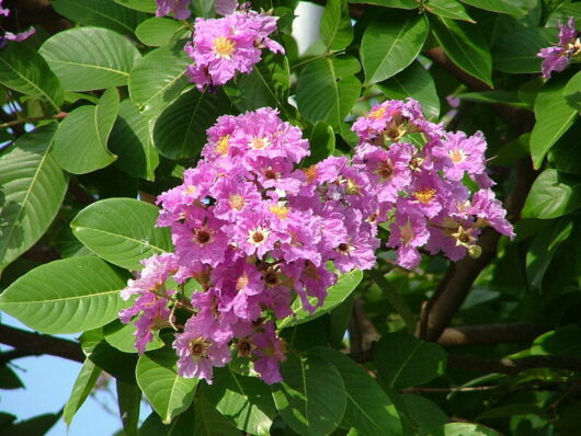 Crepe myrtle lagerstroemia speciosa pride of india