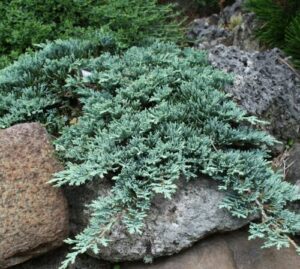 Juniperus 'Icee Blue®' Conifer 6" Pot in a rock garden.